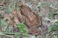 Bufo spinosus