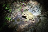 Bufo spinosus