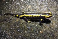 Salamandra salamandra
