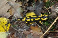Salamandra salamandra