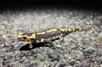 Salamandra salamandra