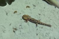 Salamandra salamandra