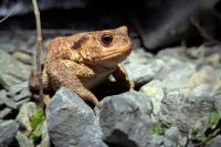 Bufo spinosus