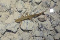 Lissotriton helveticus