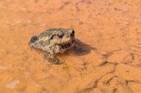 Bufo spinosus