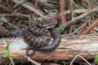 Vipera aspis