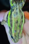Pelophylax lessonae