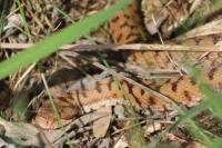 Vipera aspis