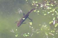 Lissotriton helveticus helveticus