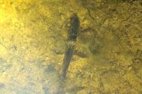 Lissotriton helveticus