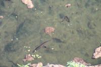 Lissotriton helveticus helveticus