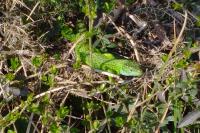 Lacerta bilineata