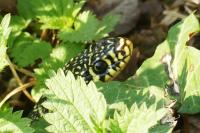 Hierophis viridiflavus