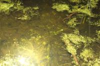 Ichthyosaura alpestris alpestris