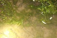 Salamandra salamandra