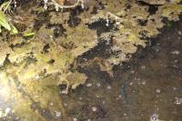 Ichthyosaura alpestris