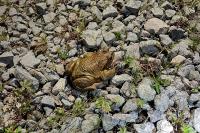 Bufo spinosus