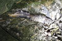 Triturus cristatus