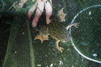 Xenopus laevis