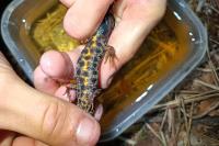 Triturus cristatus x T. marmoratus