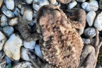 Bufo spinosus