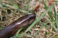 Anguis fragilis