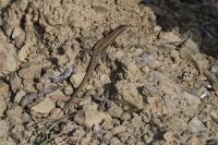 Podarcis muralis
