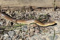 Zamenis longissimus