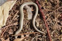 Anguis fragilis