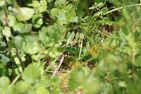 Lacerta bilineata