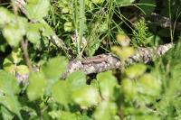 Podarcis muralis