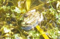 Pelophylax