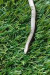Anguis fragilis