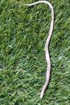 Anguis fragilis