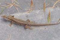 Podarcis muralis