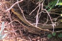 Zamenis longissimus