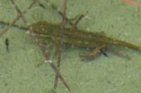 Lissotriton helveticus