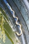 Natrix helvetica