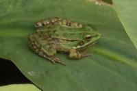 Pelophylax