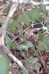 Lacerta bilineata