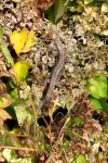 Podarcis muralis