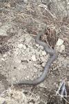Vipera aspis