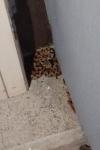 Vipera aspis