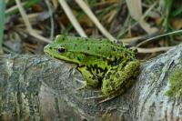 Pelophylax