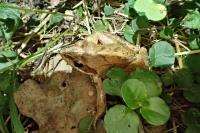 Rana dalmatina