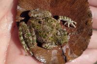 Pelodytes punctatus
