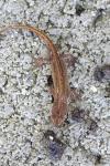 Lissotriton helveticus