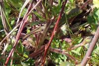 Lacerta bilineata