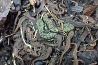 Triturus marmoratus