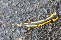 Salamandra salamandra